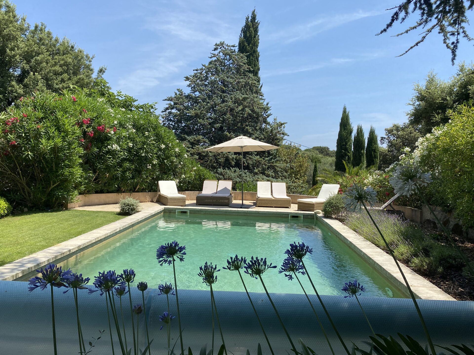 Pool with agapanthus